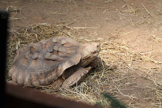 Turtle
