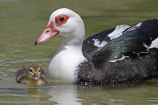 Muscovy-Duck