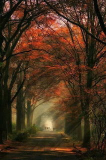 Bosque rojo