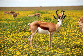 Antilopes