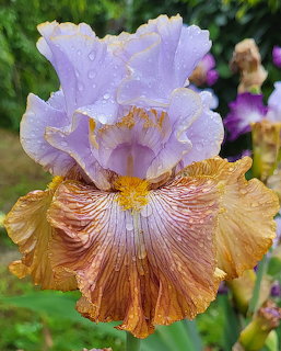 Tall Bearded Iris - Robert Piątek, R. 2024