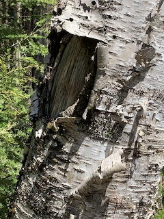 Birch curls