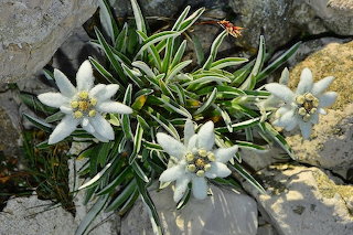 Stella alpina