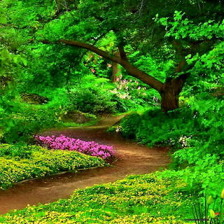 CAMINHO VERDE