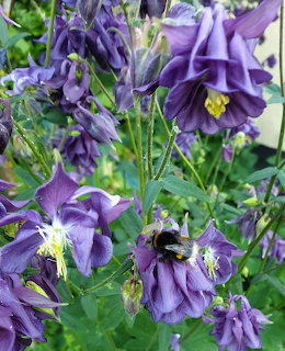 Akelei mit Hummel