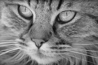 Gato
