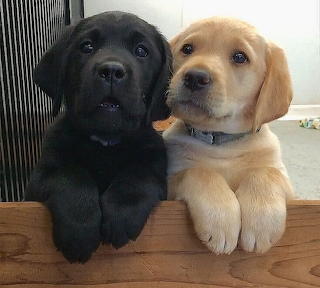 Bichos