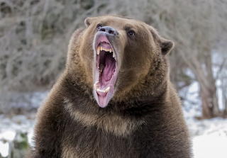 Bear standing up roaring puzzle