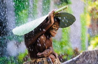 Monkey Leaf
