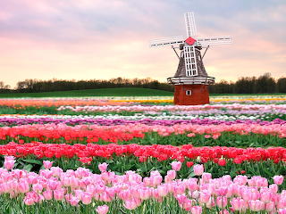 somewhere in Holland