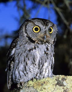 hibou