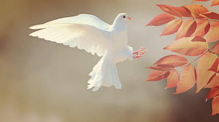 Dove