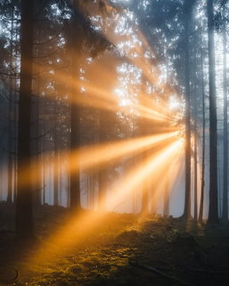 Sun Rays