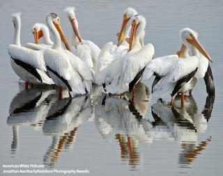 Pelicans American White