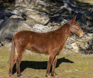 Mule