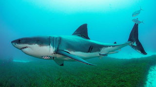 Australian Great White Pointer Shark