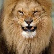 wildlion2