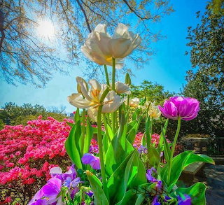 Flores 01