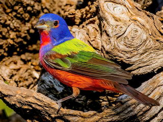 parrot