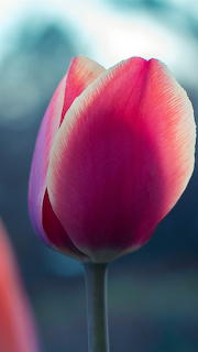 flor nacional de turquía, tulipan