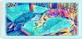 Catnip Coma Cats