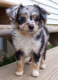 Cute Puppies Weekend