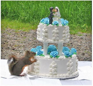 Animal-Squirrel-nibbling on wedding cake
