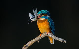 jégmadár kingfisher