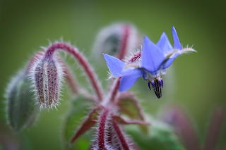 Borage