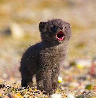 Baby Fox