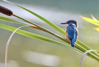 Eisvogel