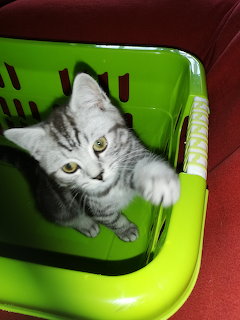 Mikesch in laundry basket
