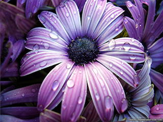 Big-beautiful-flower