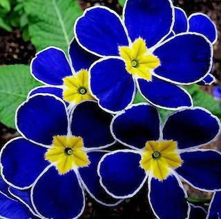 Flores1