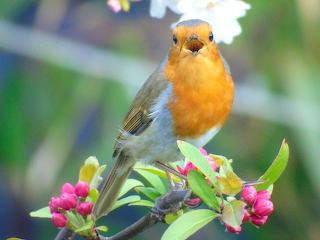 Robin singing on apple tree blossoms