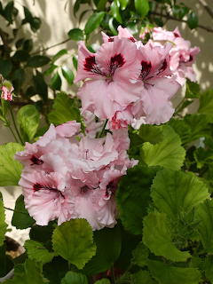 Pretty Pelargonium