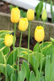 Yellow Daffodils
