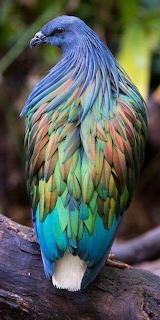 Rainbow Feathered Nicobar Pigeon