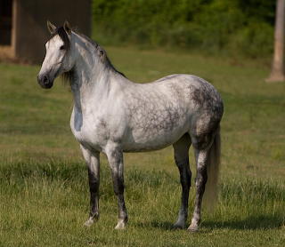 Lusitano mare