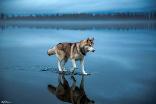 The chosen one