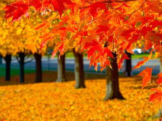 Plant a Tree