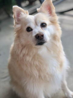 Obie