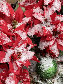 Poinsettias in Snow