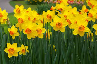 Jonquils