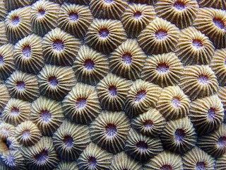 Coral 1