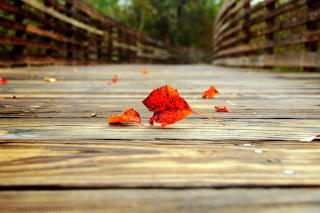 Fallen