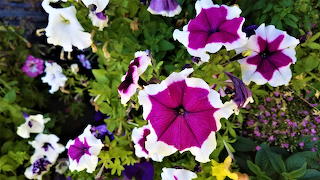 2021 flower garden