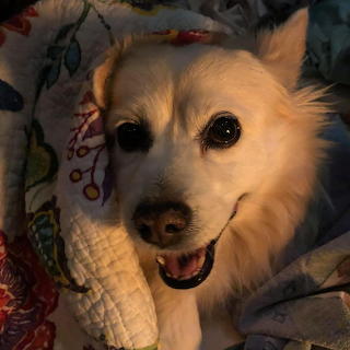 Obie