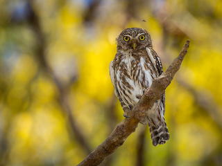 Ferruginous Pygmy-owl (Braziliaanse dwerguil)