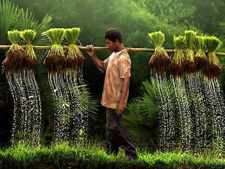 IRRIGATION
